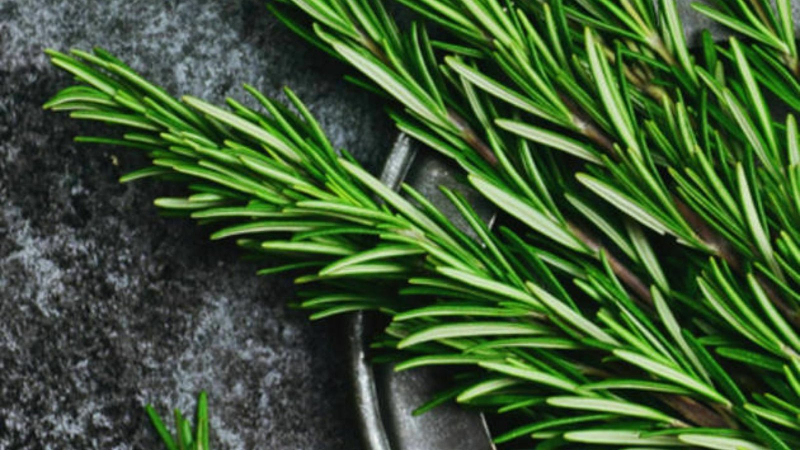 Descubra os Incríveis Benefícios do Alecrim para a Saúde | Guia Completo