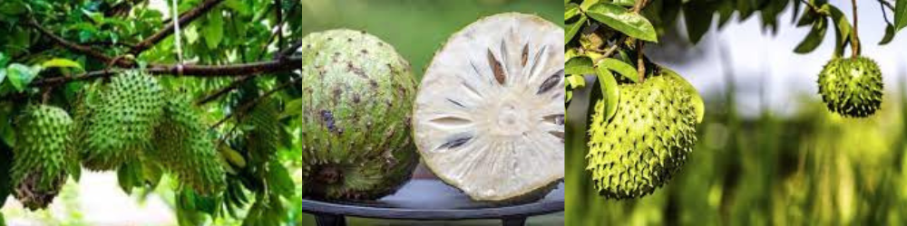 Anticancerígeno Natural Extraordinário, 10 Mil Vezes Mais Intenso!