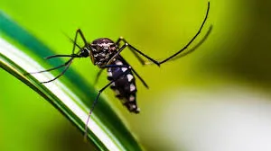 Surto de Dengue no Brasil