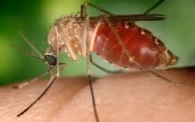 Febre Oropouche da bahia